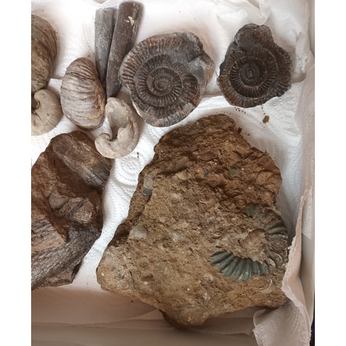 713 - Enamel tray containing a quantity of fossils.