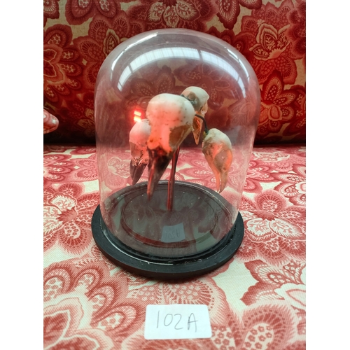 101B - Taxidermy bird head display within a fitted glass dome