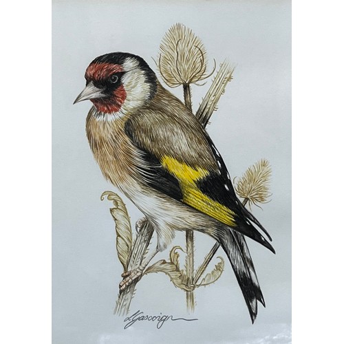 656 - Original watercolour depicting a Goldfinch. Signed L Gascoign. [Frame 31x28cm]