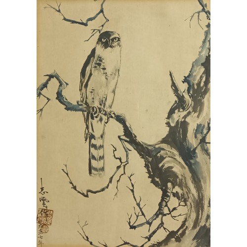 689 - Framed Chinese watercolour depicting a bird of prey perched on a branch. Signed. 
 [58x46cm]