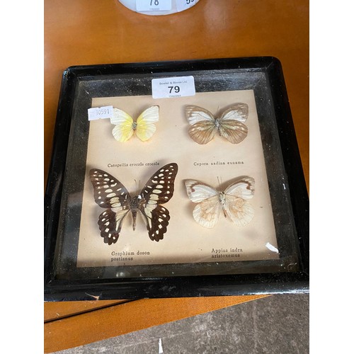 79 - Vintage butterfly display in fitted picture