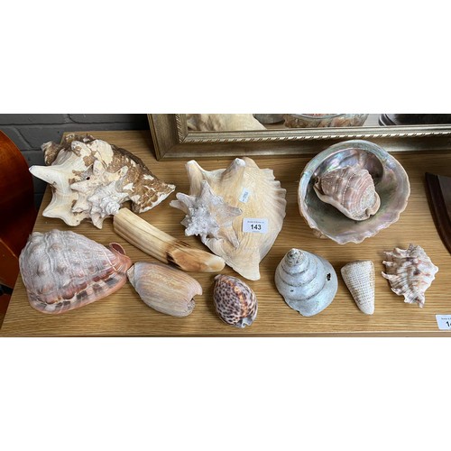 143 - Collection of shells