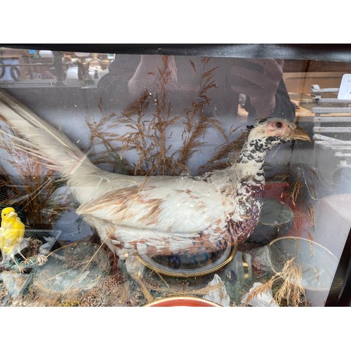 239 - A Victorian cased Taxidermy Bird Display of Pheasants and small yellow bird