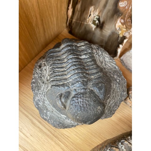 370 - Shelf of fossils; fossilised wood section, Trilobite and Stegodon Molar fossil