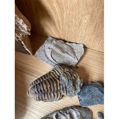 370 - Shelf of fossils; fossilised wood section, Trilobite and Stegodon Molar fossil