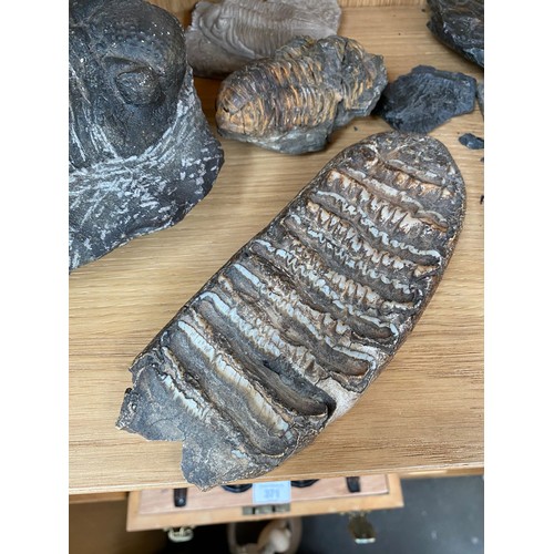 370 - Shelf of fossils; fossilised wood section, Trilobite and Stegodon Molar fossil