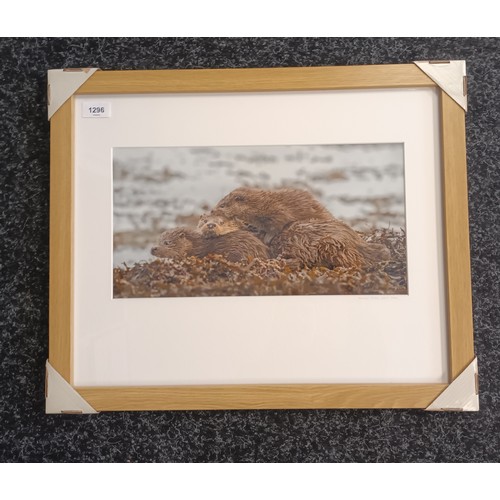 1296 - Ian Mitchell (Photographer)
Original photograph 'Female Otter with cubs', signed.
[Frame 46x56cm]