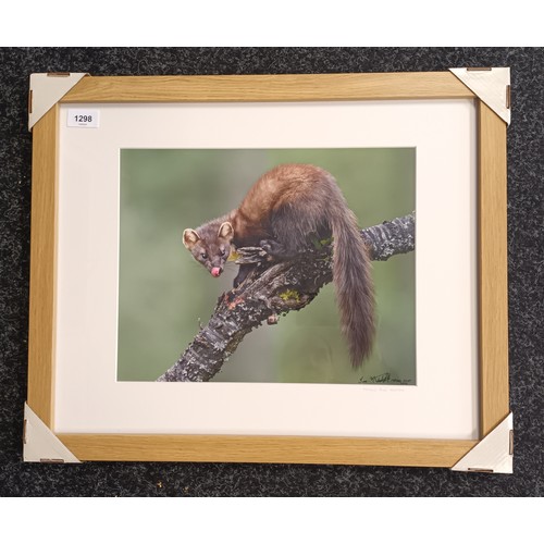 1298 - Ian Mitchell (Photographer)
Original photograph 'Female Pine Marten', Signed.
[Frame 46x56cm]