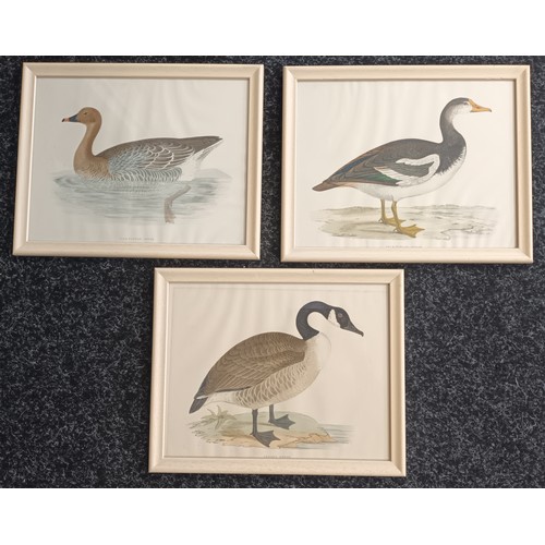 1316 - A lot of five coloured prints depicting Geese, Partridge and Pheasant. 
[29x36cm]