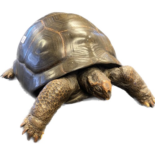 672 - 19th century taxidermy tortoise. [28x51x40cm]