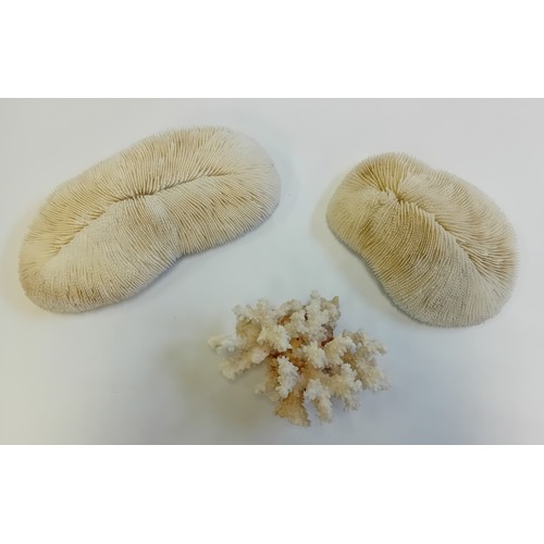 307 - Two Antique Slipper Corals  and Antique White Coral