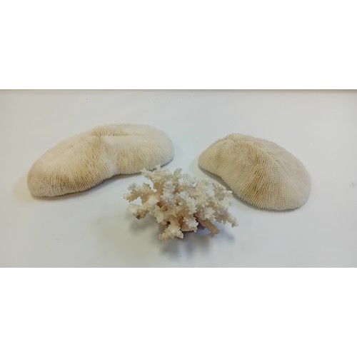 307 - Two Antique Slipper Corals  and Antique White Coral