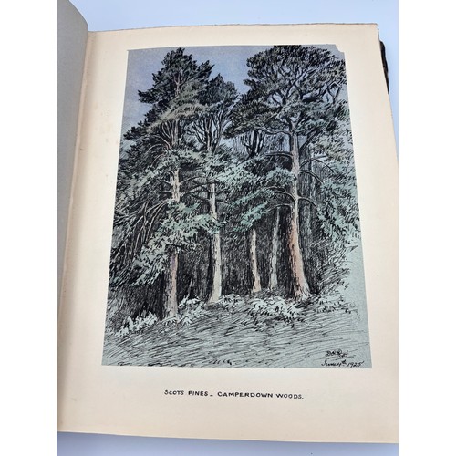 136 - A Book of Trees, Downfield 1924
Hand illustrated tree identification book with illustrations from ar... 