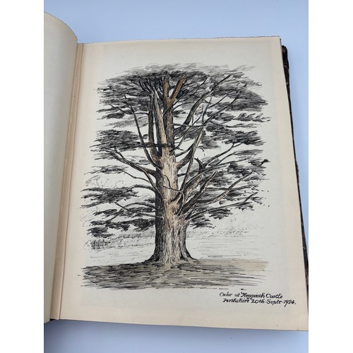 136 - A Book of Trees, Downfield 1924
Hand illustrated tree identification book with illustrations from ar... 