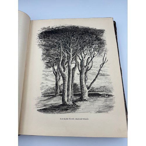 136 - A Book of Trees, Downfield 1924
Hand illustrated tree identification book with illustrations from ar... 