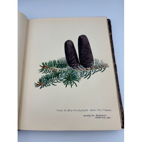 136 - A Book of Trees, Downfield 1924
Hand illustrated tree identification book with illustrations from ar... 