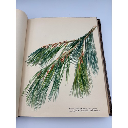 136 - A Book of Trees, Downfield 1924
Hand illustrated tree identification book with illustrations from ar... 