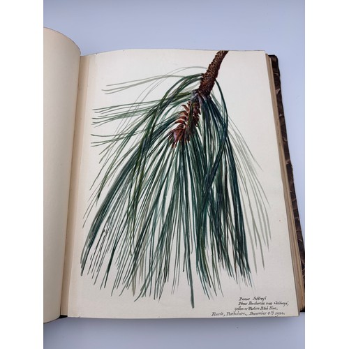 136 - A Book of Trees, Downfield 1924
Hand illustrated tree identification book with illustrations from ar... 