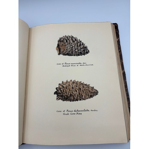 136 - A Book of Trees, Downfield 1924
Hand illustrated tree identification book with illustrations from ar... 