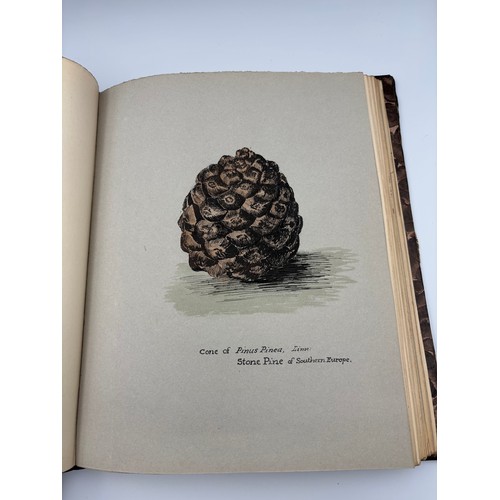 136 - A Book of Trees, Downfield 1924
Hand illustrated tree identification book with illustrations from ar... 