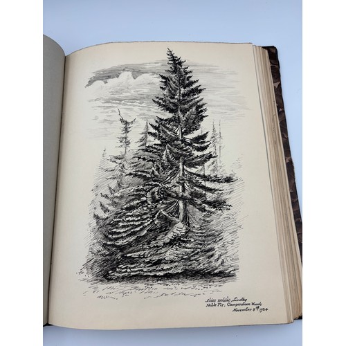 136 - A Book of Trees, Downfield 1924
Hand illustrated tree identification book with illustrations from ar... 