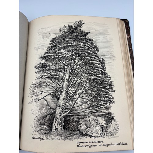 136 - A Book of Trees, Downfield 1924
Hand illustrated tree identification book with illustrations from ar... 