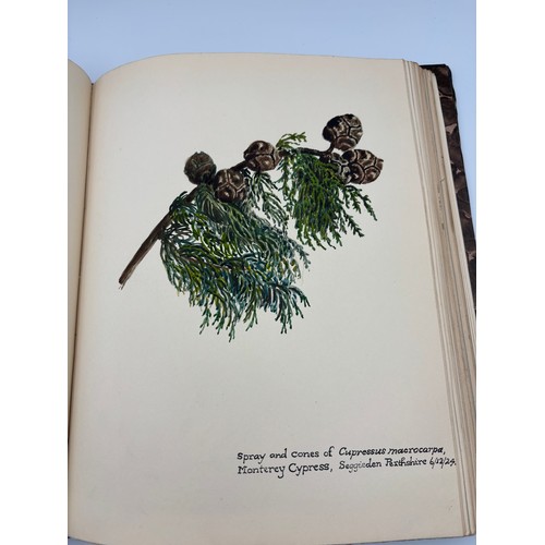 136 - A Book of Trees, Downfield 1924
Hand illustrated tree identification book with illustrations from ar... 