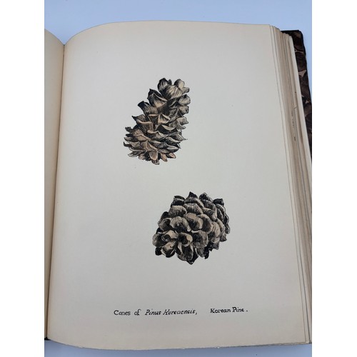 136 - A Book of Trees, Downfield 1924
Hand illustrated tree identification book with illustrations from ar... 