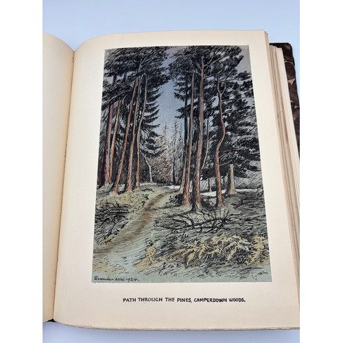 136 - A Book of Trees, Downfield 1924
Hand illustrated tree identification book with illustrations from ar... 