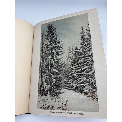 136 - A Book of Trees, Downfield 1924
Hand illustrated tree identification book with illustrations from ar... 