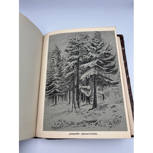 136 - A Book of Trees, Downfield 1924
Hand illustrated tree identification book with illustrations from ar... 