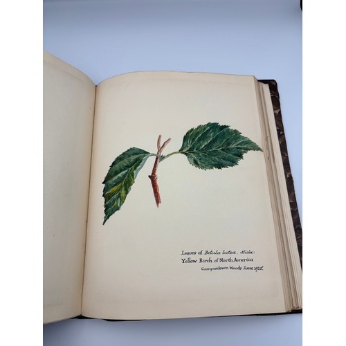 136 - A Book of Trees, Downfield 1924
Hand illustrated tree identification book with illustrations from ar... 