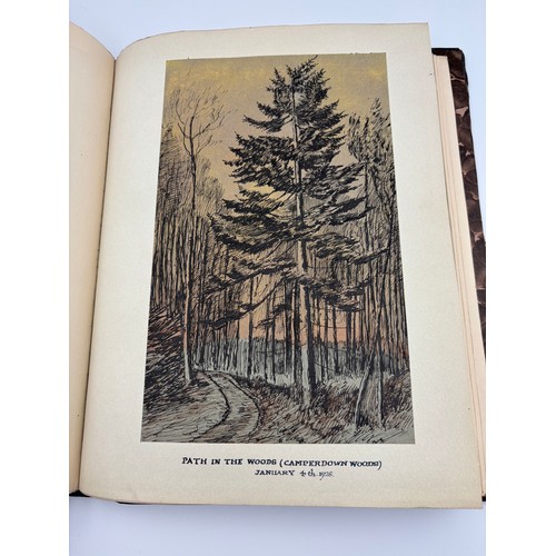 136 - A Book of Trees, Downfield 1924
Hand illustrated tree identification book with illustrations from ar... 