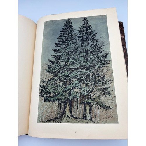 136 - A Book of Trees, Downfield 1924
Hand illustrated tree identification book with illustrations from ar... 