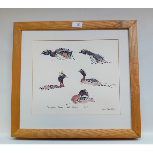 191 - David Bennett
Ink and watercolour titled ''Slaonian Grebe Studies, Loch Ruthven'', signed.
[Frame 43... 