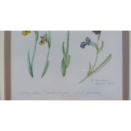 194 - R.B Carvoeiro
Watercolour titled ''Insect Orchids of The Algrave'', signed and dated Algarve '72.
[F... 