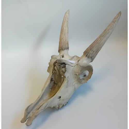 207 - Preserved Deer's Skull (37cm)