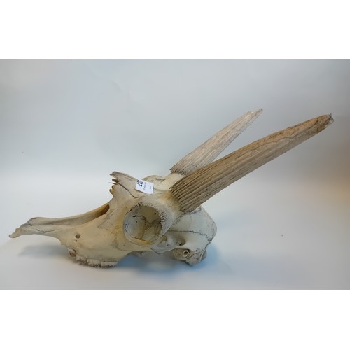 207 - Preserved Deer's Skull (37cm)