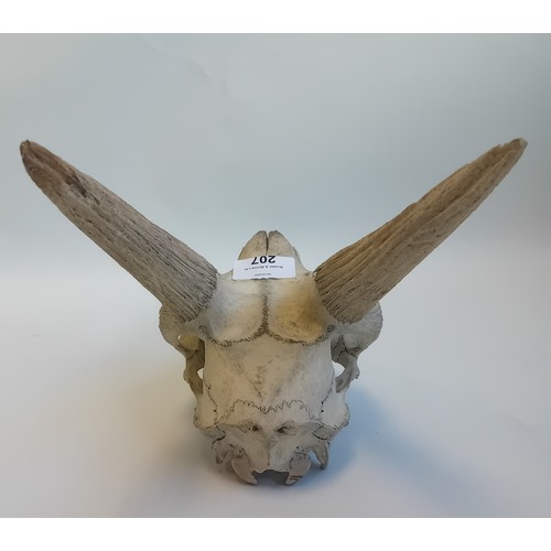 207 - Preserved Deer's Skull (37cm)