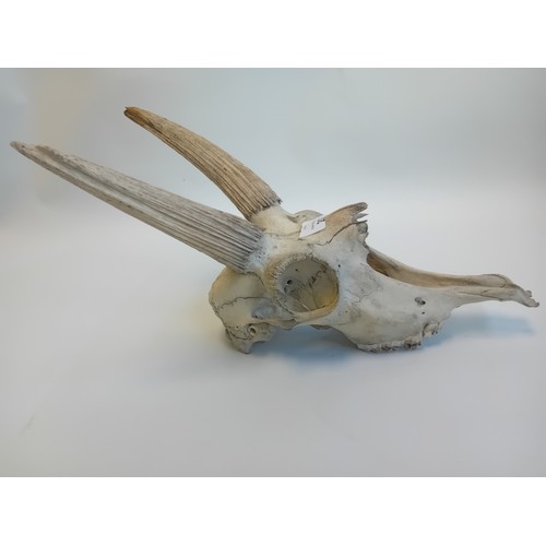 207 - Preserved Deer's Skull (37cm)