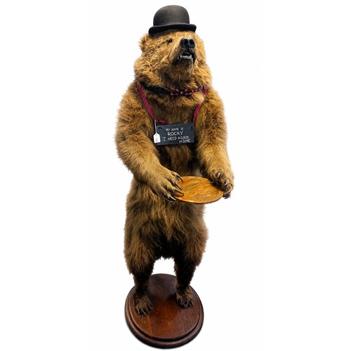 130A - Victorian 19th Century full size taxidermy brown bear 
