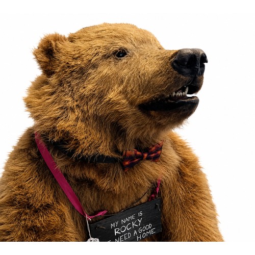 130A - Victorian 19th Century full size taxidermy brown bear 