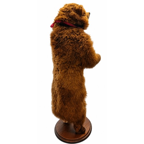 130A - Victorian 19th Century full size taxidermy brown bear 