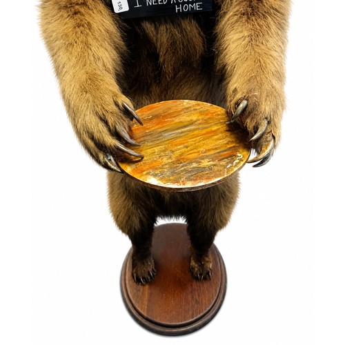 130A - Victorian 19th Century full size taxidermy brown bear 