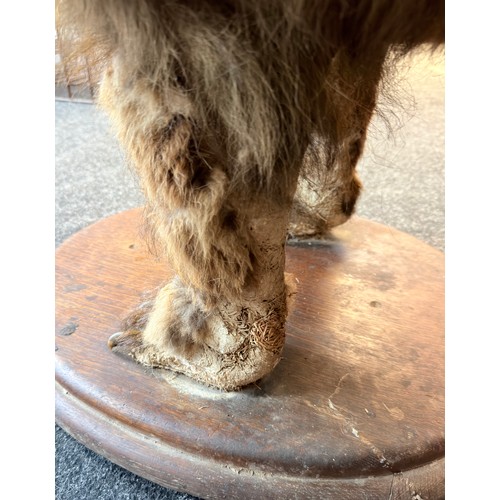 130A - Victorian 19th Century full size taxidermy brown bear 