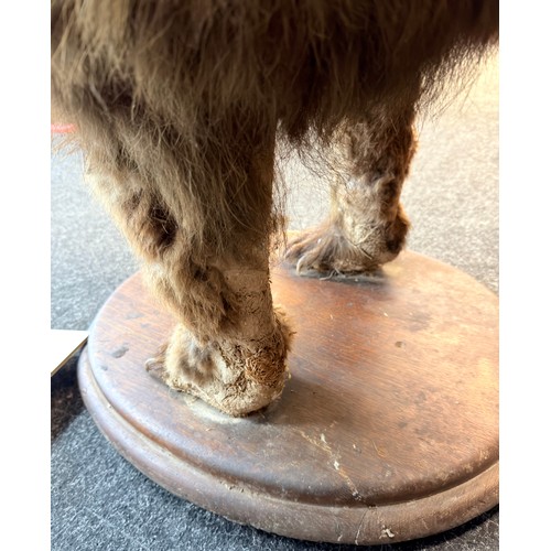 130A - Victorian 19th Century full size taxidermy brown bear 