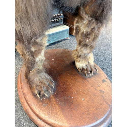 130A - Victorian 19th Century full size taxidermy brown bear 