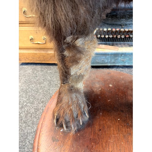 130A - Victorian 19th Century full size taxidermy brown bear 