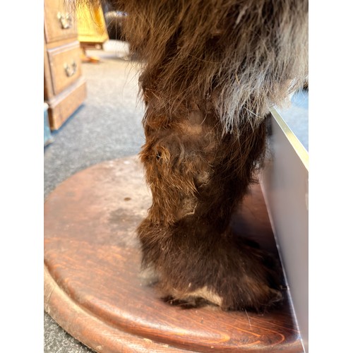 130A - Victorian 19th Century full size taxidermy brown bear 
