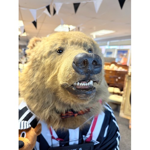 130A - Victorian 19th Century full size taxidermy brown bear 